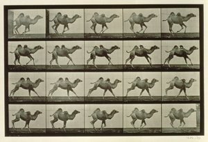 ラクダ、「動物の移動」からのプレート、1887 作： Eadweard Muybridge